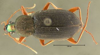Media type: image;   Entomology 32992 Aspect: habitus dorsal view 2